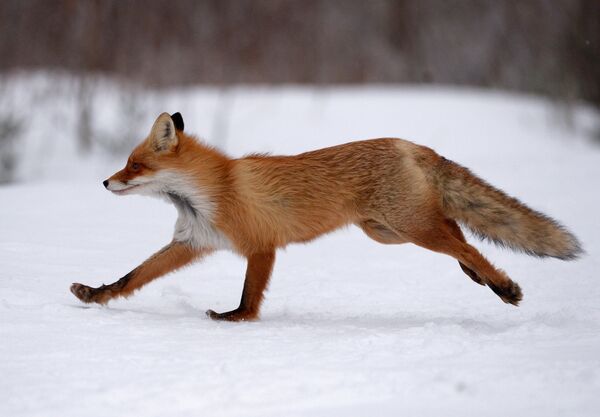 Лыжные гонки. X этап Кубка мира. Женщины. Индивидуальная гонка - Sputnik Кыргызстан