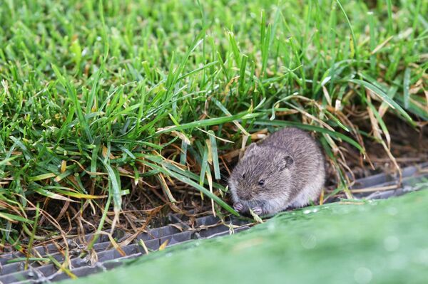 Мышь на футбольном поле - Sputnik Кыргызстан