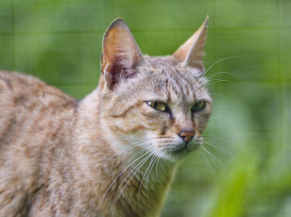 Камышовый кот - Sputnik Кыргызстан