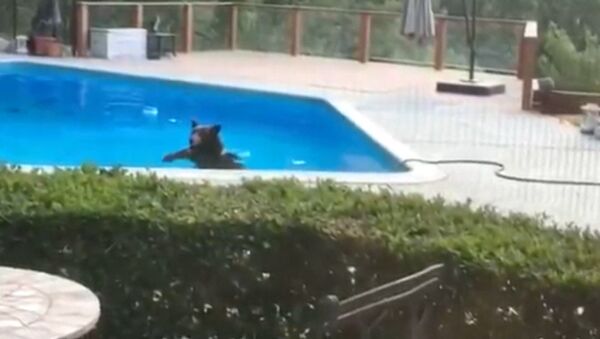 Медведь в бассейне, или Как американский косолапый спасался от жары - Sputnik Кыргызстан