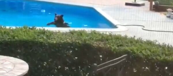 Медведь в бассейне, или Как американский косолапый спасался от жары Медведь в бассейне, или Как американский косолапый спасался от жары - Sputnik Кыргызстан