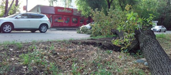 Упавшее дерево на пересечении улиц Панфилова и Льва Толстого - Sputnik Кыргызстан