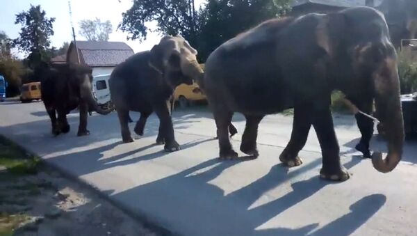 Слоны на улицах Златоуста - цирковые животные &quot;цепочкой&quot; прошли по городу - Sputnik Кыргызстан