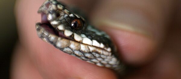 Работа новосибирского серпентария - Sputnik Кыргызстан