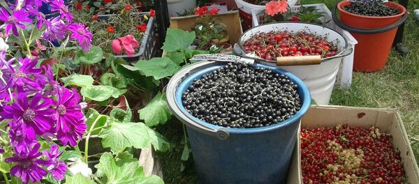 Ысык-Көлдүн Ак-Суу районунда Карагат FEST мөмө-жемиш фестивалы - Sputnik Кыргызстан