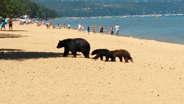 Медведица с детенышами гуляла по пляжу в Калифорнии и купалась среди людей - Sputnik Кыргызстан