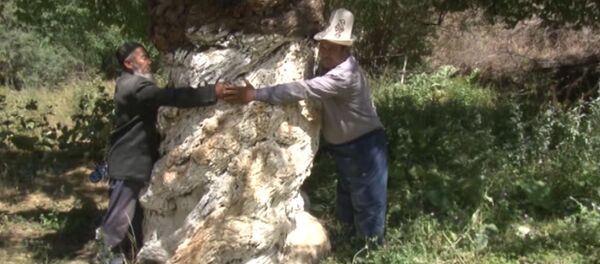 Зардалыдагы мөмө берген бактын жашы 600 жылга жакын Зардалыдагы мөмө берген бактын жашы 600 жылга жакын - Sputnik Кыргызстан