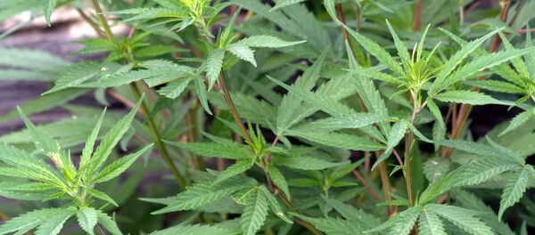 Кара куурай. Архив Кара куурай. Архив - Sputnik Кыргызстан