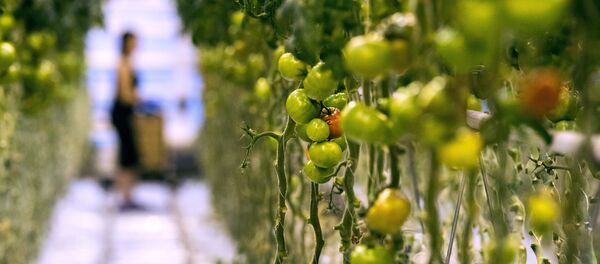 Томаты, выращиваемые в теплице. Архивное фото - Sputnik Кыргызстан