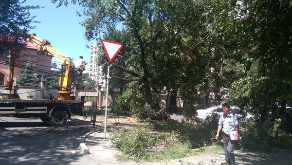 Дерево, упавшее на две машины возле здания посольства Турции в Бишкеке - Sputnik Кыргызстан
