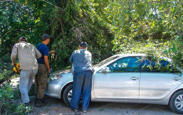 Муниципальное предприятие Зеленстрой не станет восстанавливать ущерб хозяину автомобиля, поврежденного при падении дерева, так как машина была припаркована в неположенном месте - Sputnik Кыргызстан