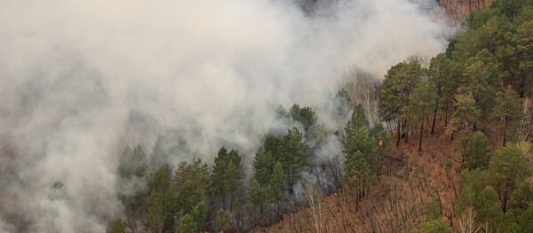 Токойдогу өрт. Архив Токойдогу өрт. Архив - Sputnik Кыргызстан