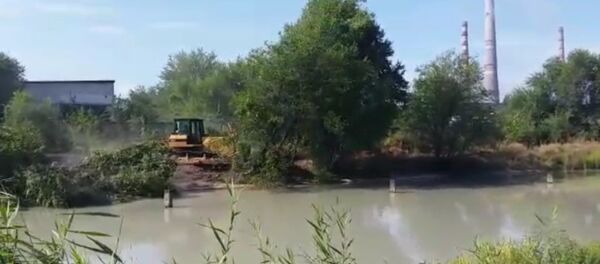 Бульдозерами сносят здоровые деревья на улице Кольбаева — очевидец - Sputnik Кыргызстан