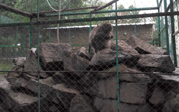 Обезьяна в зоопарке Бугу-Эне - Sputnik Кыргызстан