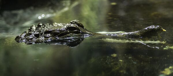 Аллигатор. Архив - Sputnik Кыргызстан