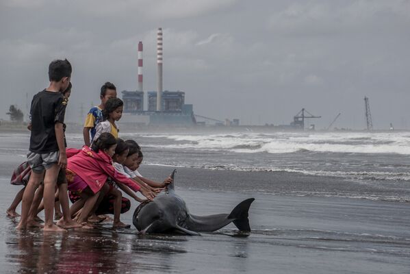 Индонезиянын Ява аралында балдар суу жээгинде жарадар дельфиндин жанында турушат - Sputnik Кыргызстан