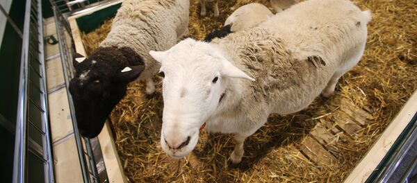 Овцы. Архивное фото - Sputnik Кыргызстан