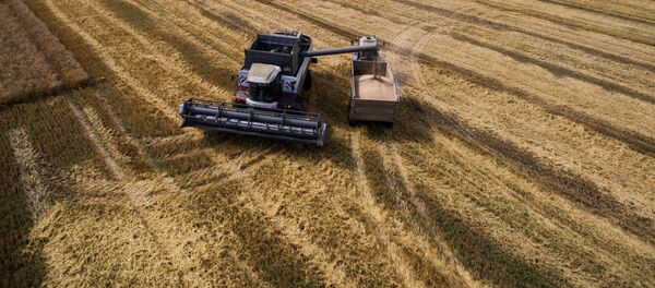 Уборка урожая пшеницы. Архивное фото - Sputnik Кыргызстан