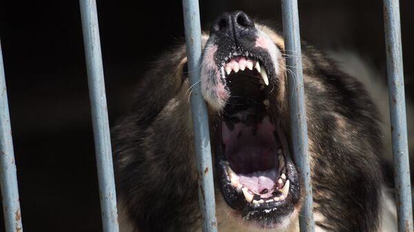 Собака в клетке. Архивное фото - Sputnik Кыргызстан