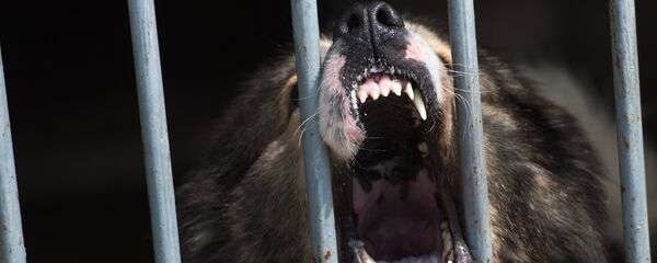 Вяземский кинологический центр погранслужбы ФСБ РФ Вяземский кинологический центр погранслужбы ФСБ РФ - Sputnik Кыргызстан