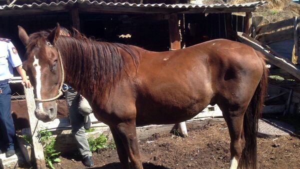 Фотография похищенной лошади сделаны в Казахстане - Sputnik Кыргызстан
