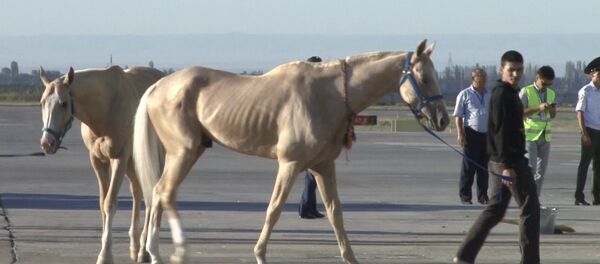 Ахалтекинские скакуны прилетели в Кыргызстан - Sputnik Кыргызстан