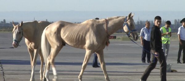 Келишимдүү ахалтекин аргымактарын Кыргызстанга учак менен ташып келишти - Sputnik Кыргызстан