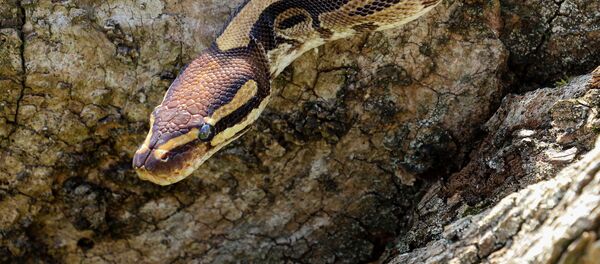 Неядовитый вид змей Питон - Sputnik Кыргызстан