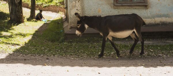 Эшек. Архив - Sputnik Кыргызстан