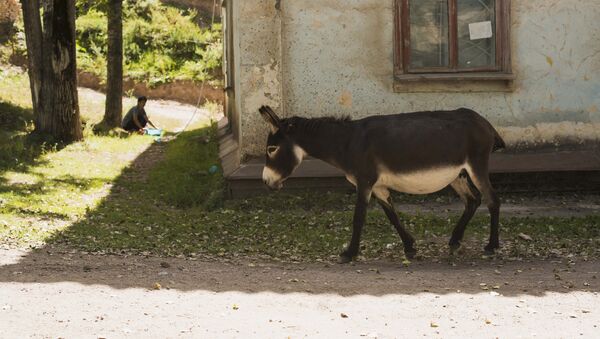 Осел идет по улице в поселке. Архивное фото - Sputnik Кыргызстан
