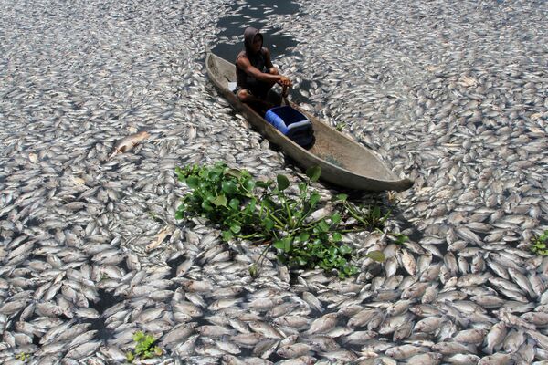 Массовая гибель рыбы в озере Манинджау. Западная Суматра, Индонезия - Sputnik Кыргызстан