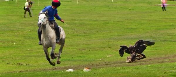Кыргызские тайганы, 110 охотников и беркуты. Кадры с фестиваля салбурун Кыргызские тайганы, 110 охотников и беркуты. Кадры с фестиваля салбурун - Sputnik Кыргызстан