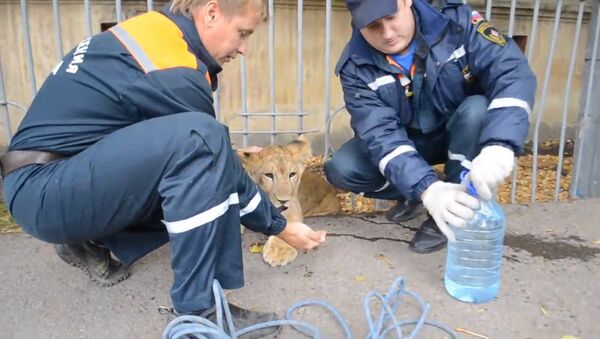 Хищник в центре Уфы: спасатели забрали найденного прохожим львенка - Sputnik Кыргызстан