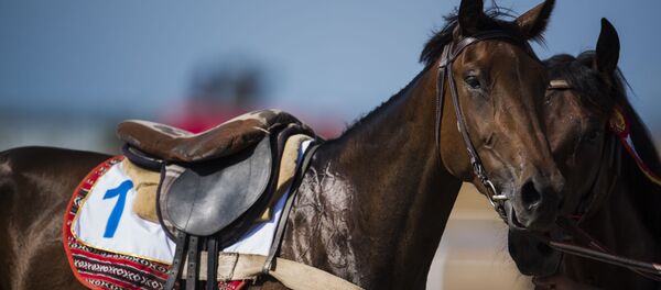 Жылкы. Архив - Sputnik Кыргызстан