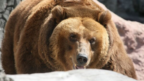 Бурый медведь в Московском зоопарке - Sputnik Кыргызстан