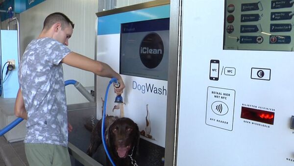 Ванная для собак, или Как в Нидерландах моют питомцев вместе с машинами - Sputnik Кыргызстан