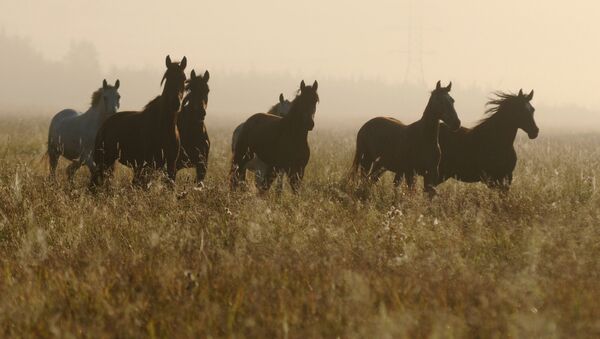 Лошади пасутся в поле. Архивное фото - Sputnik Кыргызстан