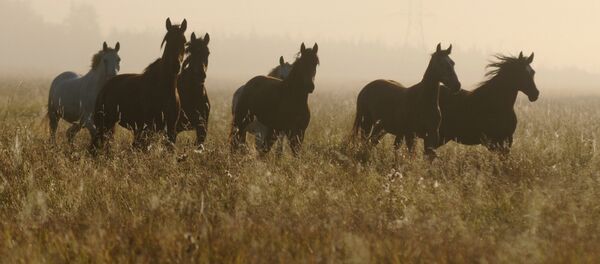 Лошади пасутся в поле. Архивное фото - Sputnik Кыргызстан