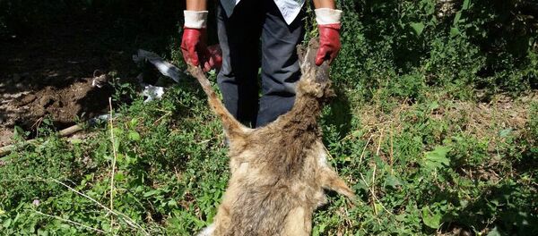 В селе Мамажан Кара-Суйского района Ошской области шакалы раскапывают могилы. - Sputnik Кыргызстан