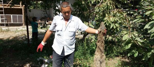 Нападение шакалов в селе Мамажан Кара-Суйского район - Sputnik Кыргызстан