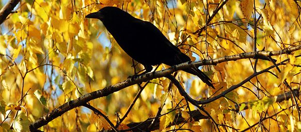 Карга. Архив Карга. Архив - Sputnik Кыргызстан