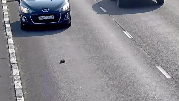 Водитель спас котенка на дороге в Калининграде. Съемка камеры слежения - Sputnik Кыргызстан