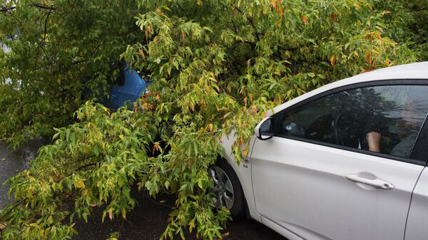 Дерево упало на авто после сильного ветра. Архивное фото - Sputnik Кыргызстан