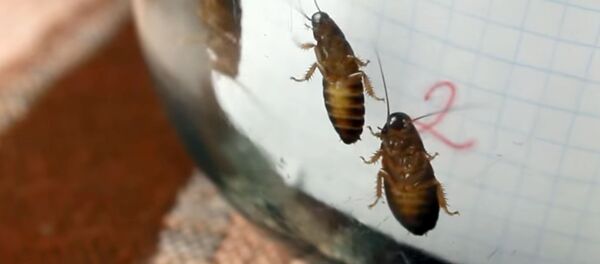Как вывести двойку из дневника с помощью тараканов - Sputnik Кыргызстан