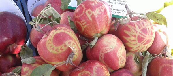 Кадамжайлык багбан Шадибек Абдибаитовдун алмалары - Sputnik Кыргызстан