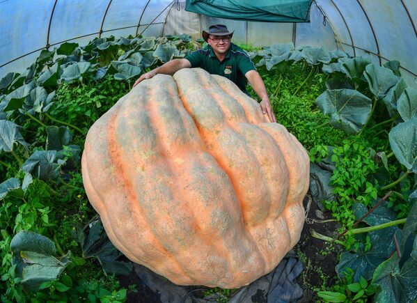 Немис фермер Оливер Ланхейм 550 килограммдык ашкабак өстүрдү - Sputnik Кыргызстан