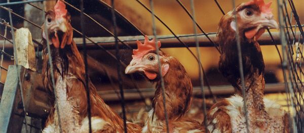 Тооктор, архивдик сүрөт - Sputnik Кыргызстан