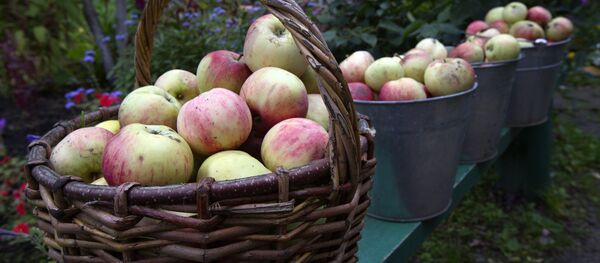 Сепеттеги алмалар. Архив - Sputnik Кыргызстан