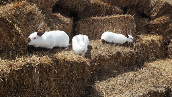 Архивное фото кроликов в крестьянском фермерском хозяйстве - Sputnik Кыргызстан
