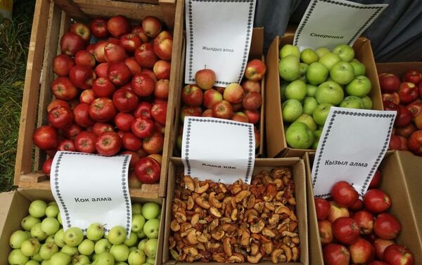 Яблоки Нооката — под таким брендом фермеры Ноокатского района Ошской области намереваются экспортировать этот вид фруктов в Китай и Турцию - Sputnik Кыргызстан